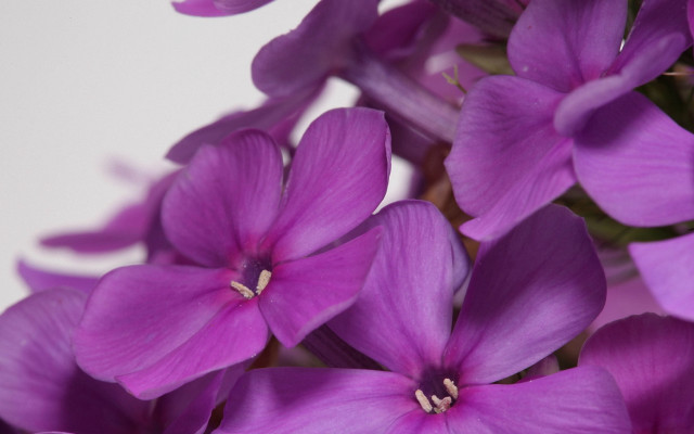 Purple hydrangea lily lotus roses free wallpaper for desktop - medium preview image