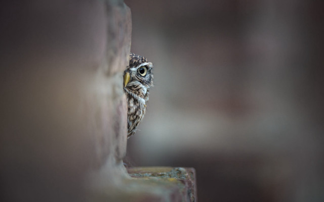 Small owl peeking behind brick free wallpaper for desktop - medium preview image