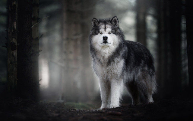 Wolf forest dog fog nature free wallpaper for desktop - medium preview image