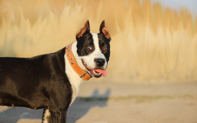 Dog collar shiba inu outdoors free wallpaper for desktop - medium preview image