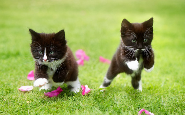Kittens running grass pink petals free wallpaper for desktop - medium preview image