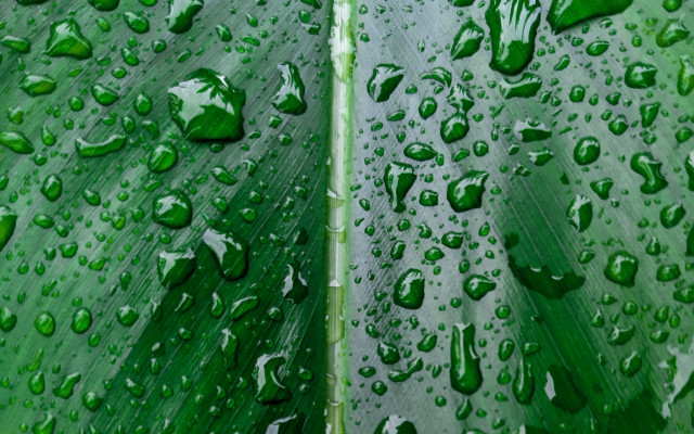 Green leaf water drops macro #61 free wallpaper for desktop - medium preview image