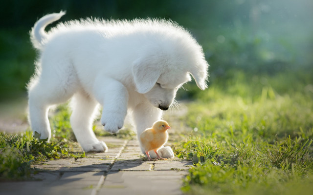 White dog yellow duck neo free wallpaper for desktop - medium preview image