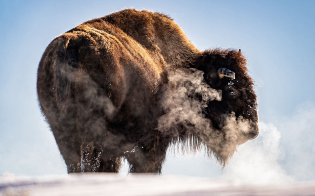 Bison dust snowy hill primitivism free wallpaper for desktop - medium preview image
