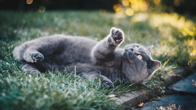 Cat grass outdoors blurry flower free wallpaper for desktop - medium preview image