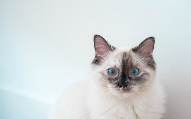 Black cat blue eyes shiba free wallpaper for desktop - medium preview image