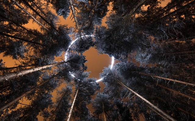 Tall tree night aurora fireworks free wallpaper for desktop - medium preview image