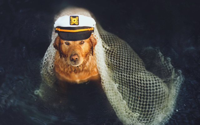 Dog hat water photorealistic animal free wallpaper for desktop - medium preview image