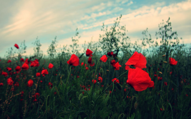 Red flower field clouds sunset free wallpaper for desktop - medium preview image