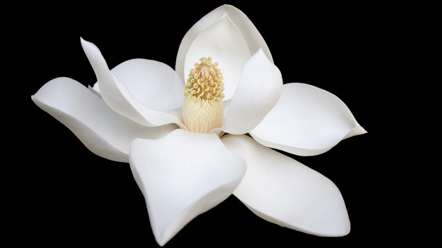 White flower macro closeup black free wallpaper for desktop - medium preview image