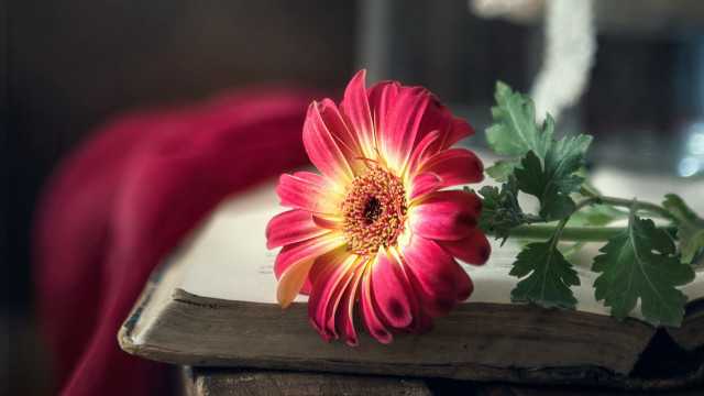 Flower book red cloth vase free wallpaper for desktop - medium preview image