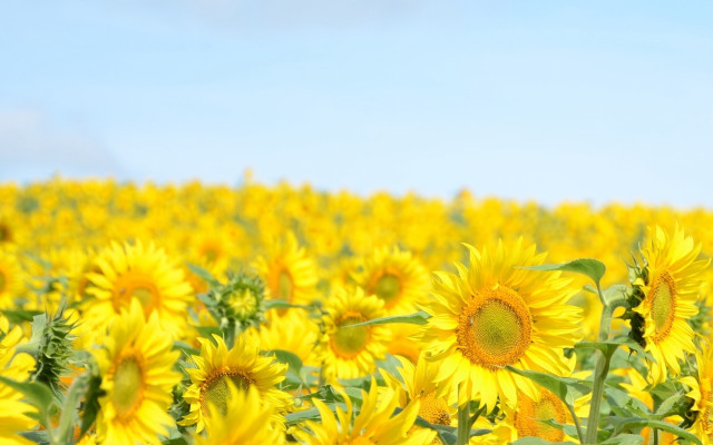 Sunflower field blue sky clouds #3 free wallpaper for desktop - medium preview image