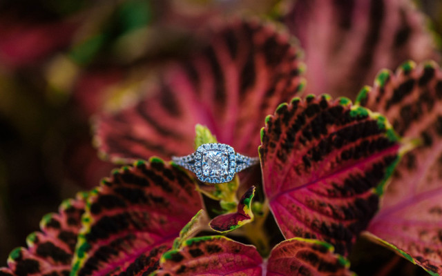 Diamond ring leafy garden bokeh free wallpaper for desktop - medium preview image