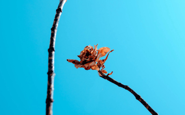 Dead leaf twig blue sky free wallpaper for desktop - medium preview image