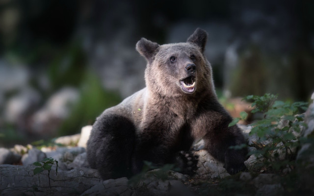 Brown bear rock woods open free wallpaper for desktop - medium preview image