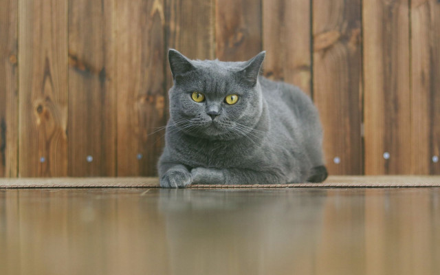 Gray cat fence yellow eyes free wallpaper for desktop - medium preview image
