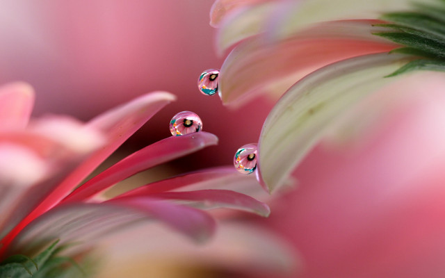 Pink flower water droplets macro #2 free wallpaper for desktop - medium preview image