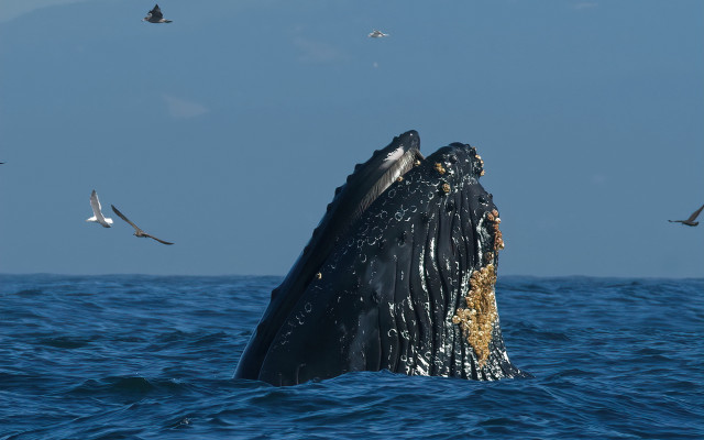Humpback whale diving seagulls ocean free wallpaper for desktop - medium preview image