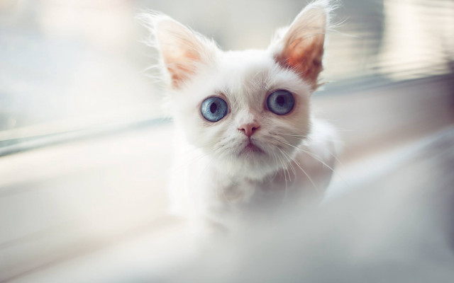 White kitten blue eyes window free wallpaper for desktop - medium preview image