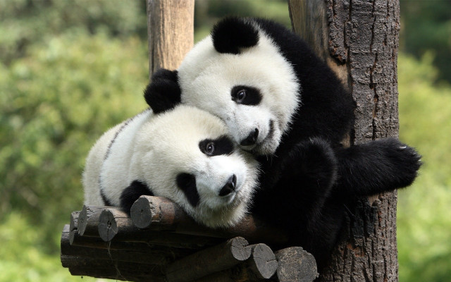 Panda hugging rubbing tree branch free wallpaper for desktop - medium preview image