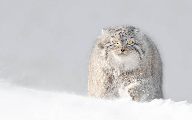 Cat walking snow big grin free wallpaper for desktop - medium preview image