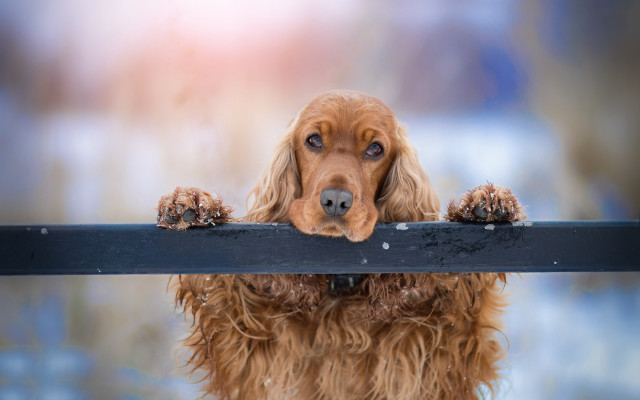 Dog coat over rail blurry free wallpaper for desktop - medium preview image