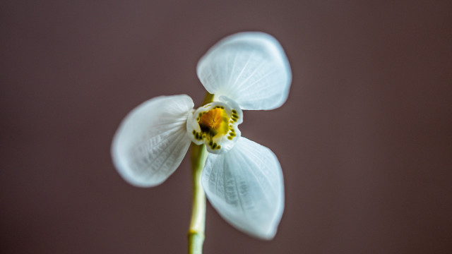 White flower yellow center macro free wallpaper for desktop - medium preview image