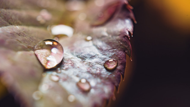 Leaf water droplets macro background free wallpaper for desktop - medium preview image