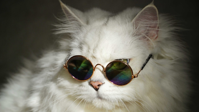 White cat sunglasses black cord free wallpaper for desktop - medium preview image
