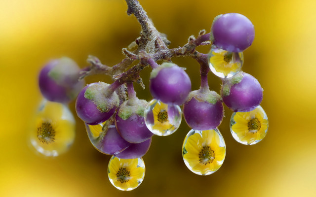 Water drops branch yellow flowers free wallpaper for desktop - medium preview image
