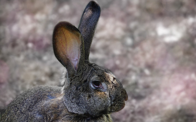 Rabbit dirty face flowers background free wallpaper for desktop - medium preview image