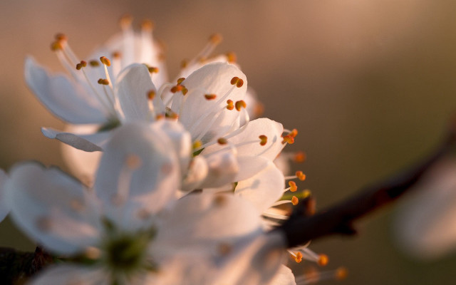 Flower branch macro bokeh blurry free wallpaper for desktop - medium preview image