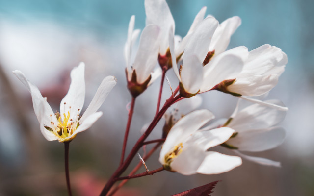 White flower macro blurry background #3 free wallpaper for desktop - medium preview image