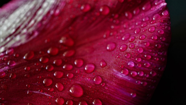 Red white flower water droplets #2 free wallpaper for desktop - medium preview image