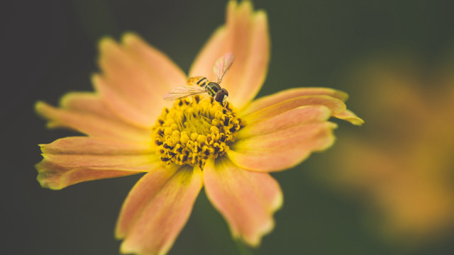Bee flower macro blurry background free wallpaper for desktop - medium preview image