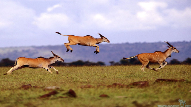 Antelope running field sky clouds free wallpaper for desktop - medium preview image