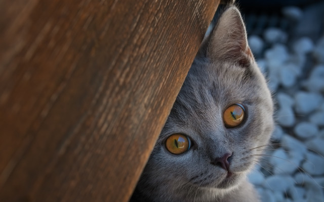 Cat peeking wooden table wide free wallpaper for desktop - medium preview image