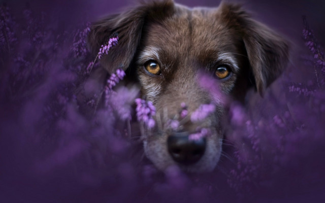 Dog purple background purple flower free wallpaper for desktop - medium preview image