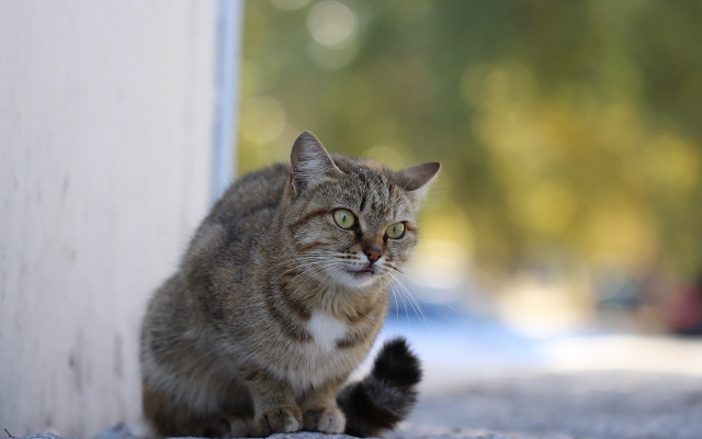Cat bokeh sky outdoors animal free wallpaper for desktop - medium preview image