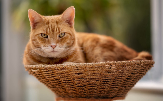Sad cat basket window sill free wallpaper for desktop - medium preview image