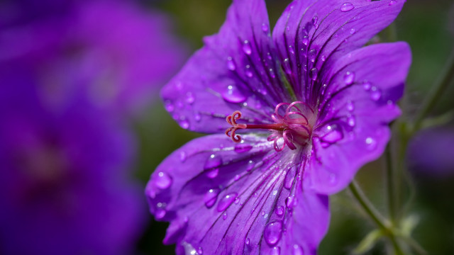 Purple flower water droplets macro #27 free wallpaper for desktop - medium preview image