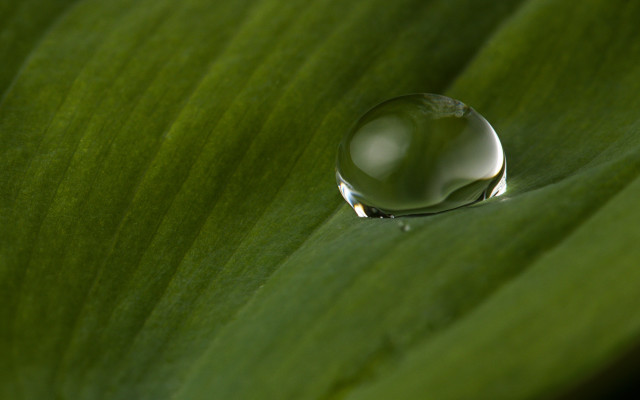 Water drop green leaf macro #9 free wallpaper for desktop - medium preview image