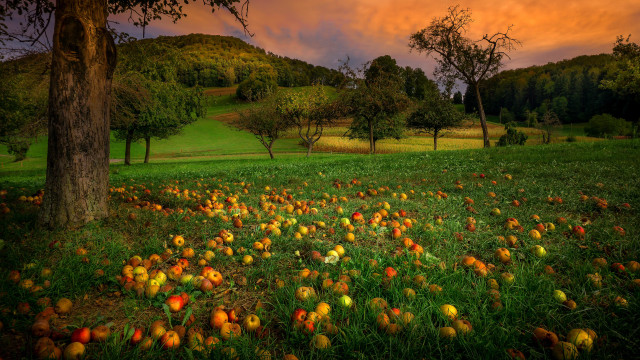 Apple field sunset autumn leaves free wallpaper for desktop - medium preview image