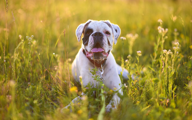 Dog tongue out field blurry free wallpaper for desktop - medium preview image