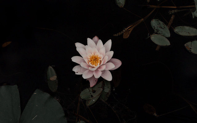 Pink flower floating pond leaves free wallpaper for desktop - medium preview image
