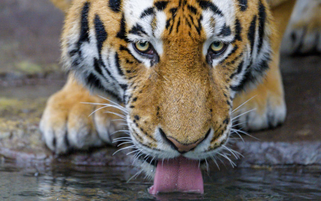 Tiger drinking water blurry photorealistic free wallpaper for desktop - medium preview image