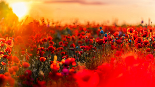 Red flowers sunset clouds fire free wallpaper for desktop - medium preview image