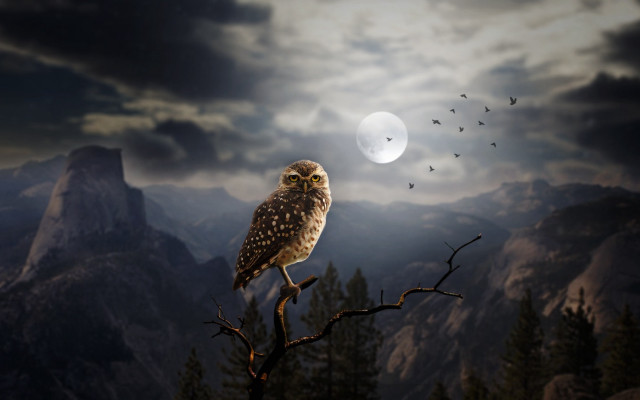Owl moon mountains birds branch free wallpaper for desktop - medium preview image