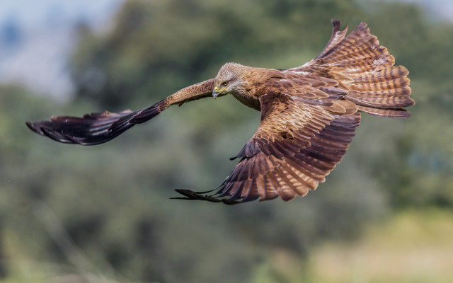 Bird flying trees clouds wildlife free wallpaper for desktop - medium preview image