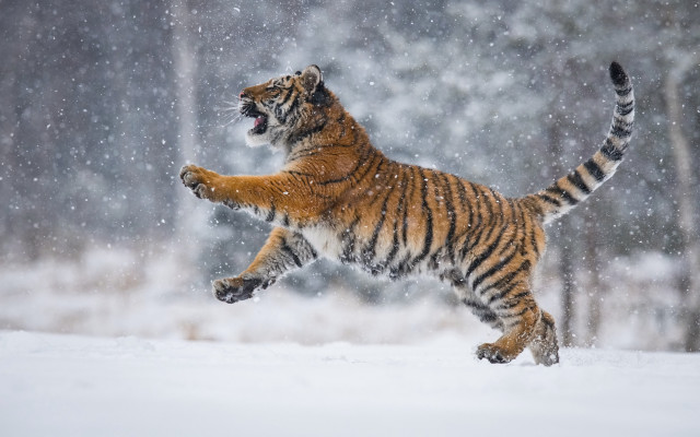 Tiger jumping snow woods artur free wallpaper for desktop - medium preview image